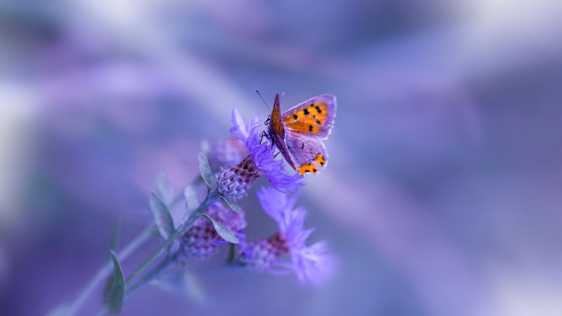 德甲：多支豪门补强中场，争夺奖杯的冠军阵容逐渐成型，德甲冠军奖盘