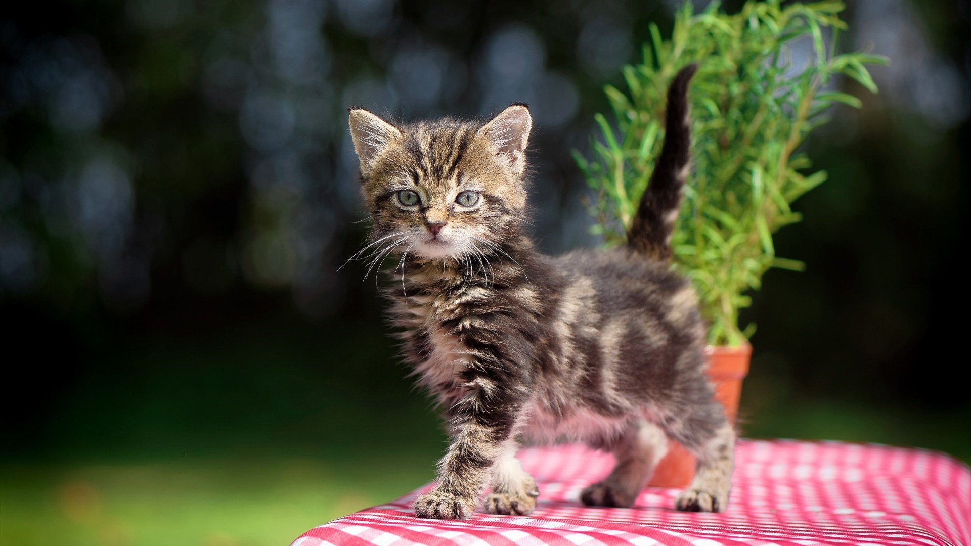 Kaiyun APP-《我的世界》建筑大赛与《Roblox》开发者挑战赛的创意游戏赛事，我的世界建筑大师比赛